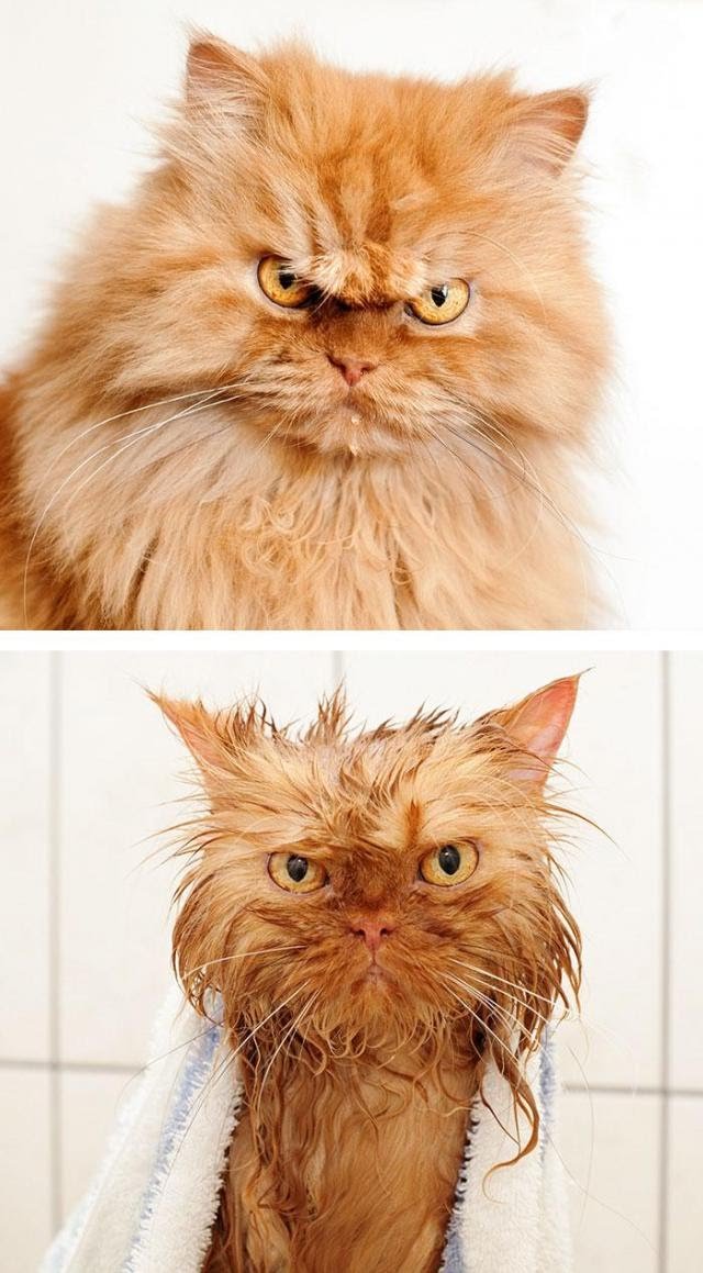 domaradzkaguzik's tweet photo. Ha! Niby wizerunek ma znaczenie 👍🤣 okoliczności się zmieniają.. ale groźny wzrok niezmiennie zachowany 🙃 😈
Spokojnej nocy 👋😻😘
#MowaCiałaRules #DzieńPrawZwierząt
#TwitterNeverSleeps https://t.co/4zGHdjssLi