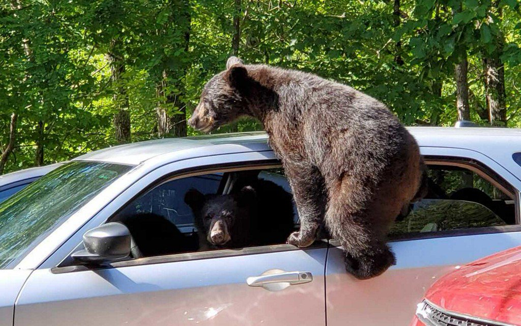 TravelLeisure's tweet photo. Man finds three bears casually climbing into his car in Tennessee https://t.co/m9nyVFUr2G https://t.co/GQSGr5xGmR