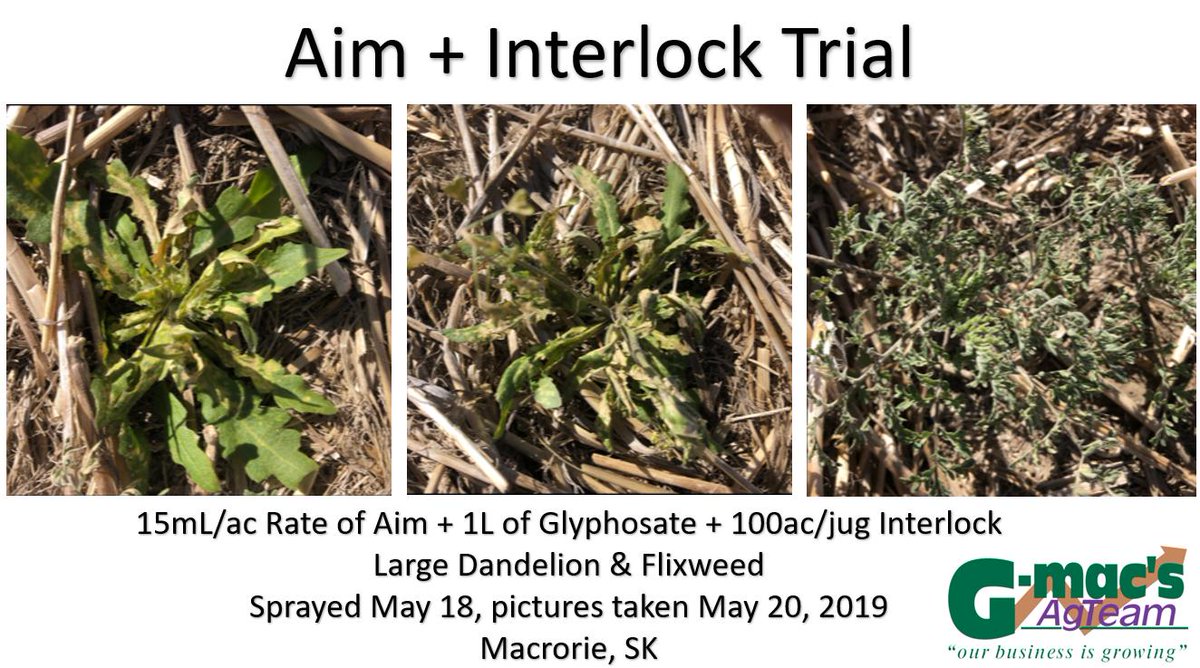 SeCanLauren's tweet photo. Another Aim + Interlock trial done near Macrorie #Sask really crisping up those #dandelion & #flixweed after only 2 days! #Interlock #spray19 #trial19 #GmacsLuckyLake @WinFieldCanada https://t.co/TYjgcf9sVO