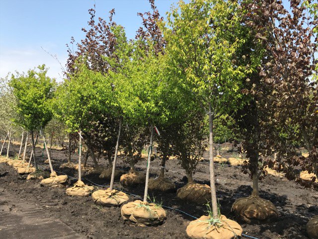 iTreesChicago's tweet image. We are honoring the Red, White &amp;amp; Blue this week with the tried and true, American Hornbeam!🇺🇸
itrees.com/blog/tree-of-t…
#trees #itrees #itreeschicago #americanbeauty #memorialday2019 #redwhiteandblue #triedandtrue #treeblog #treeoftheweek