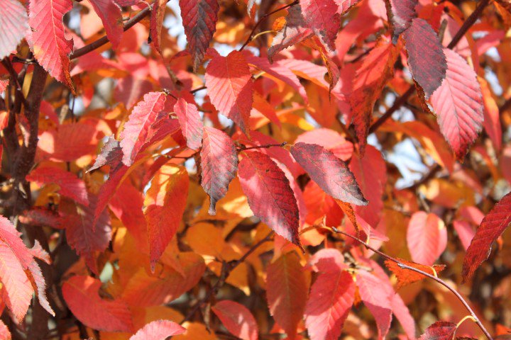 iTreesChicago's tweet image. We are honoring the Red, White &amp;amp; Blue this week with the tried and true, American Hornbeam!🇺🇸
itrees.com/blog/tree-of-t…
#trees #itrees #itreeschicago #americanbeauty #memorialday2019 #redwhiteandblue #triedandtrue #treeblog #treeoftheweek