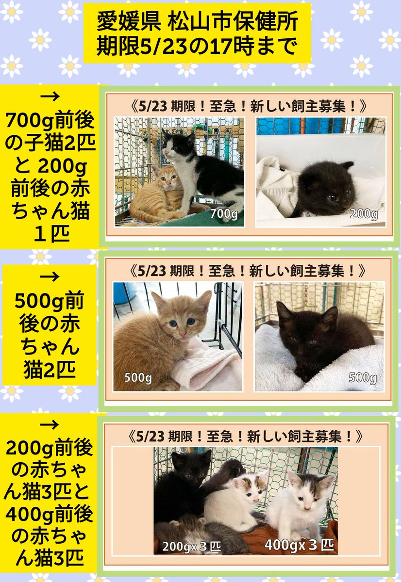 Yukiiro Cat しばらく休止 در توییتر 愛媛県 松山市保健所 里親募集 期限5 23 木 17時まで 生後1週齢 6週齢の子猫22匹です 赤ちゃん猫は衰弱で亡くなる事が多いです 愛媛県や近県で保健所まで迎えに行ける方で 授乳等のお世話ができる方 お願いします Yukiiro Cat しばらく休止 در توییتر 愛媛県 松山市保健所 里親募集 期限5 23 木 17時まで 生後1週齢 6週齢の子猫22匹です 赤ちゃん猫は衰弱で亡くなる事が多いです 愛媛県や近県で保健所まで迎えに行ける方で 授乳等のお世話ができる方 お願いします