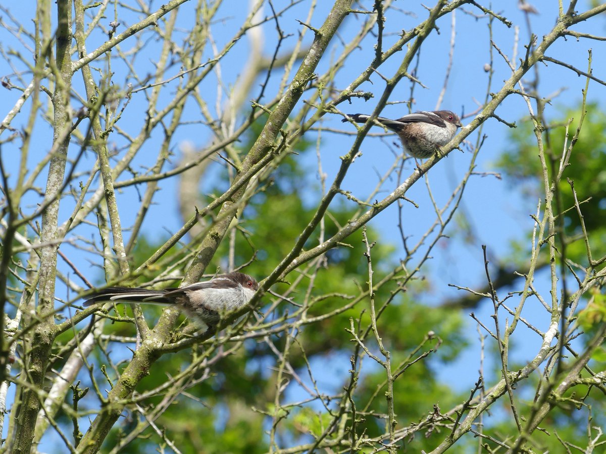 Wild_NEScot's tweet photo. Baby lollipops, Monks Wood. @NE_WestAnglia #minimilks #lotties https://t.co/niagcLPv4a