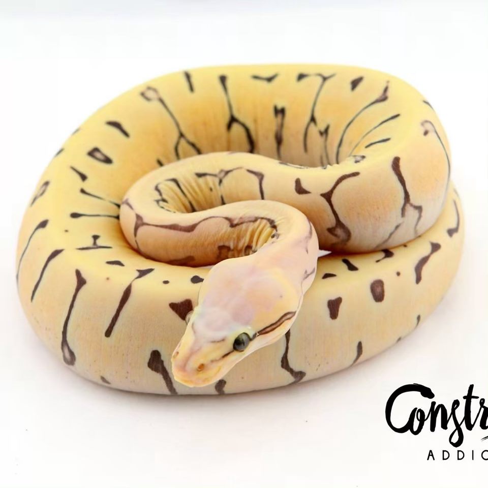 Scaleless Ball Python
