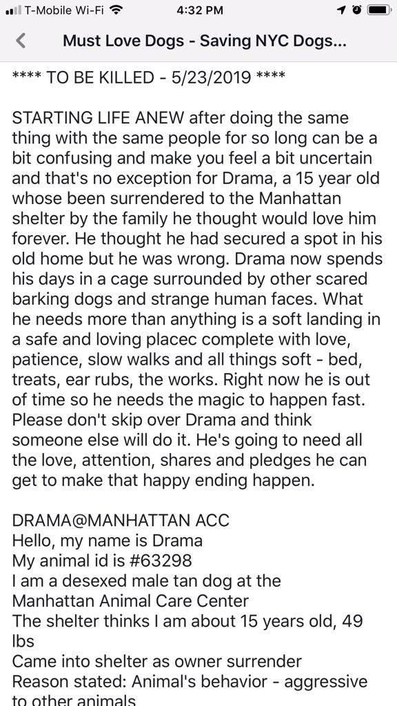 KeithOlbermann's tweet photo. THIS IS CRIMINAL. DUMPED AFTER 15 YEARS. ON THURSDAY’S KILL LIST. His “humans” left Drama to die in a hellish shelter; didn’t even make up a believable excuse. He needs our pledges via @chortletown to find a Rescue, Foster/Adopter. ID #63298 PLEASE RT! https://t.co/DxTfnr6wUY https://t.co/xkcR7iNtiI