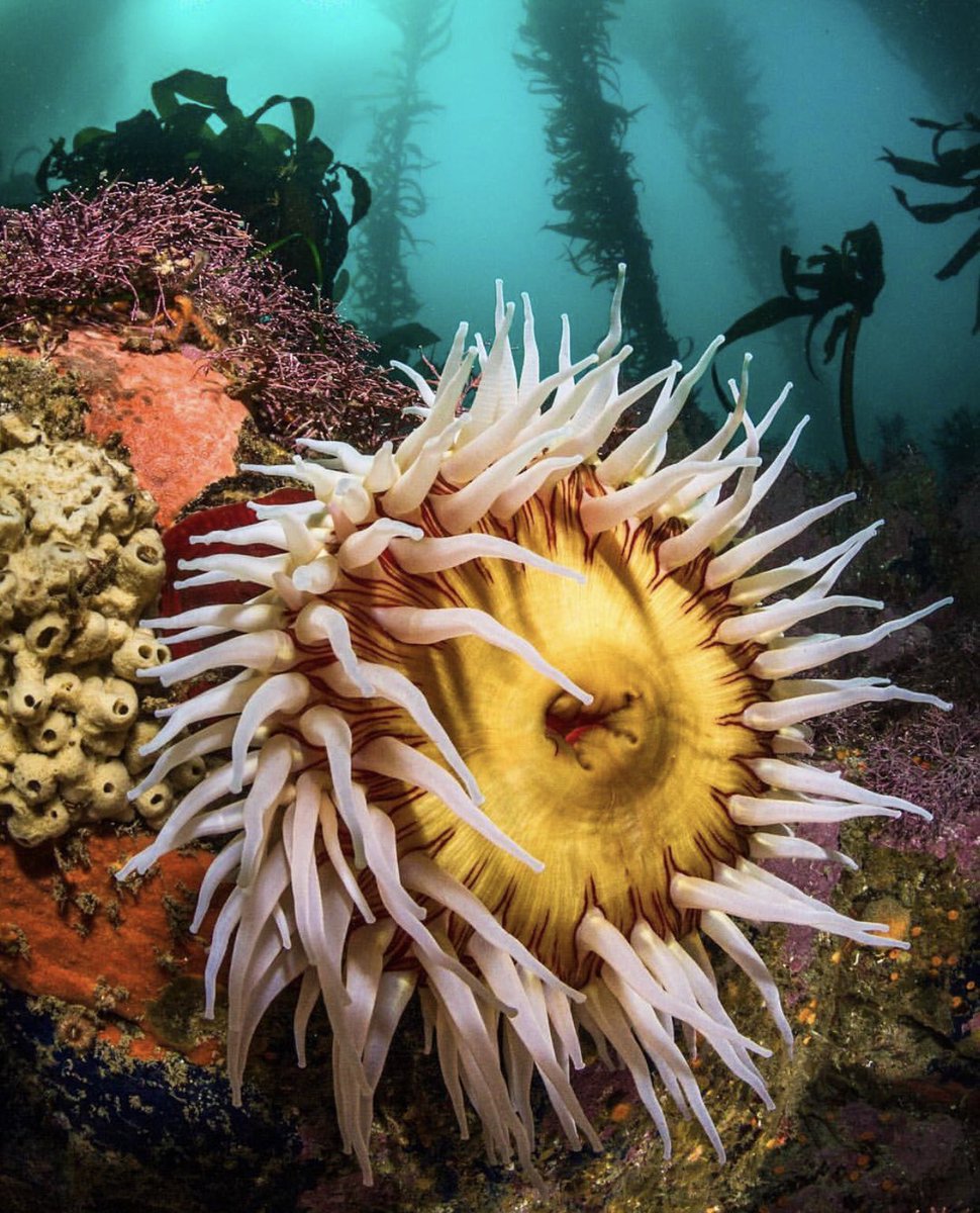 Happy #BiodiversityDay &amp; #WildlifeWednesday! 🦀🐟 #Monterey’s kelp forests harbor a greater variety &amp; higher diversity of plants &amp; animals than almost any other ocean community. It’s no wonder why <a href="/MBNMS/">NOAA's Monterey Bay NMS</a> is one of the world’s top #ScubaDiving destinations 📸: Joe Platko