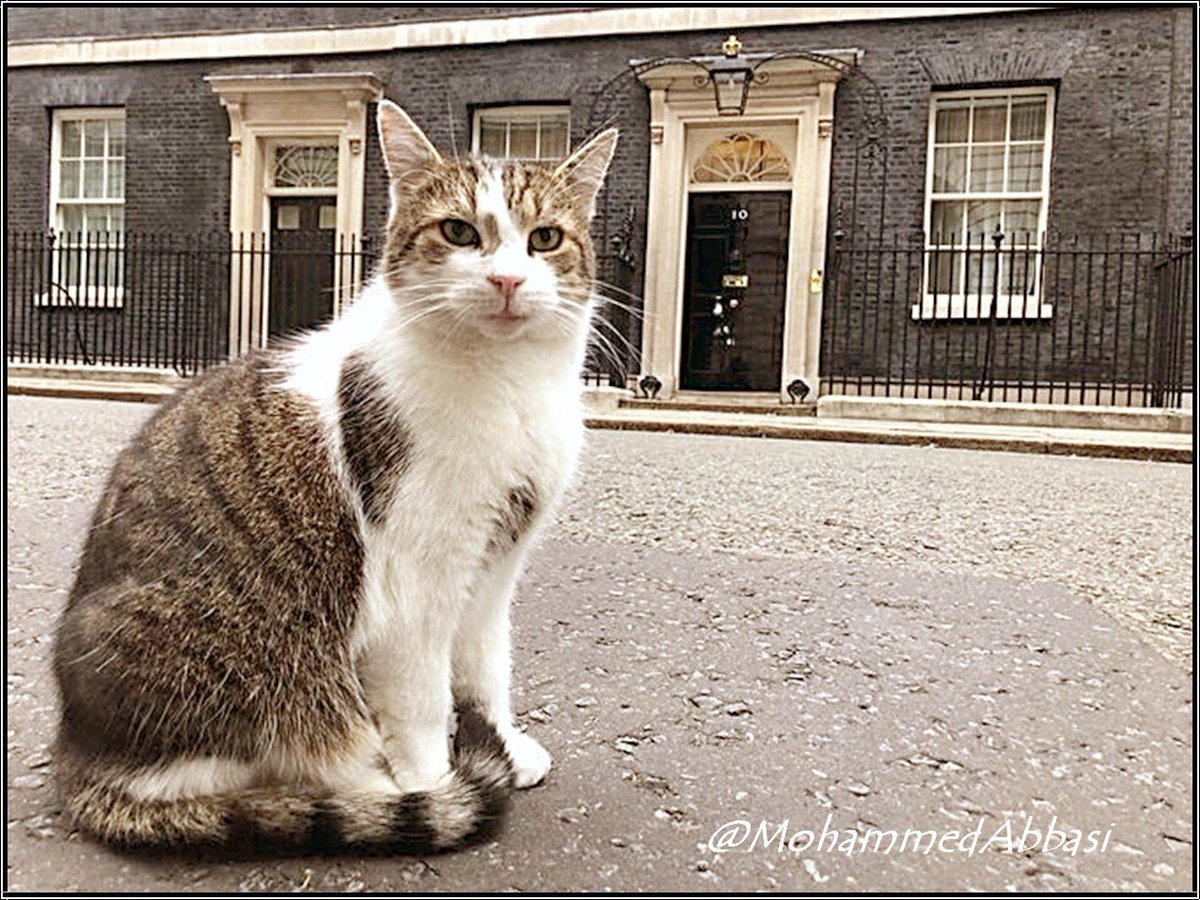Larry The Cat for Prime Minister!

#Mayexit

#TheresaMayResign