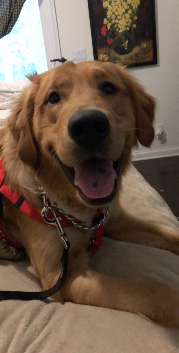 gabbycherry4's tweet photo. He doesn't even know what is coming... #ByeBalls ❤️🐶😂 https://t.co/9PfyTLViah