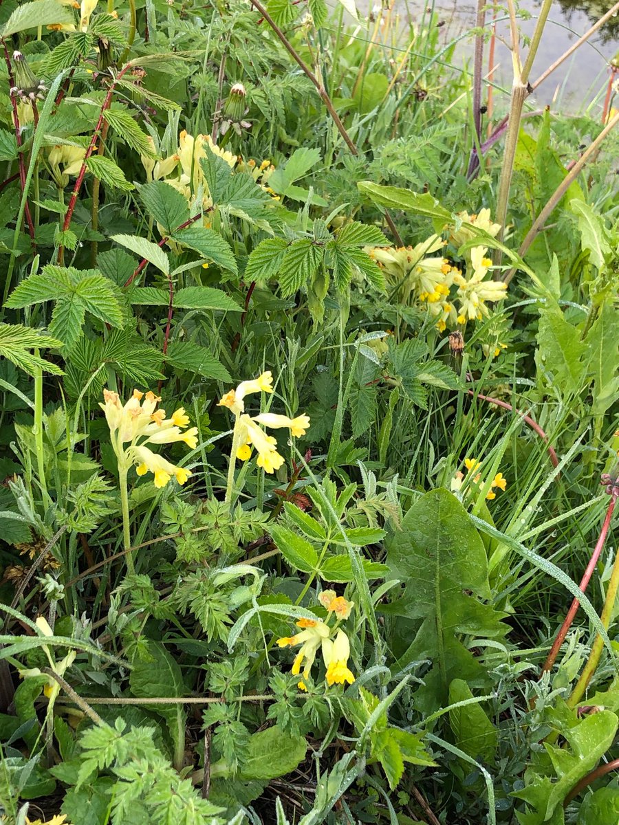 SustEnvFarming's tweet photo. #International nalBiodiversityDay 
Englands #farms providing space for nature alongside high quality produce
Supporting #OurFarmedEnvironment 
⁦@NFUtweets⁩ #farmingmakesthedifference https://t.co/FxOjh2HND4