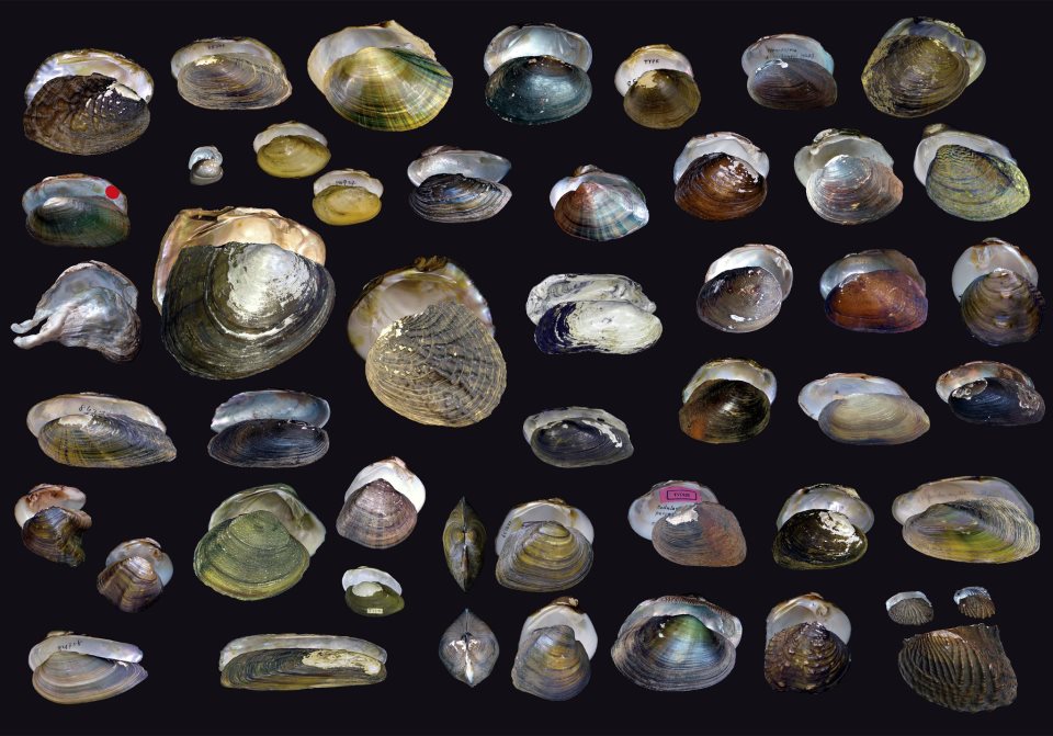 Musselguy's tweet image. Happy World Biodiversity Day! #BiodiversityDay #freshwatermussels #freshwatermussel