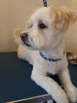 🆘GEORGE #Lost #ScanMe OLDER White/Ginger Ears Lhasa Apso Male 
Hawthorn Avenue #AshtonInMakerfield #Wigan #WN4 
BLUE LEAD STILL ATTACHED. UNFAMILIAR WITH THE AREA
***Missing Appx 6pm 21st May 2019. PLEASE SHARE😢
doglost.co.uk/dog-blog.php?d…