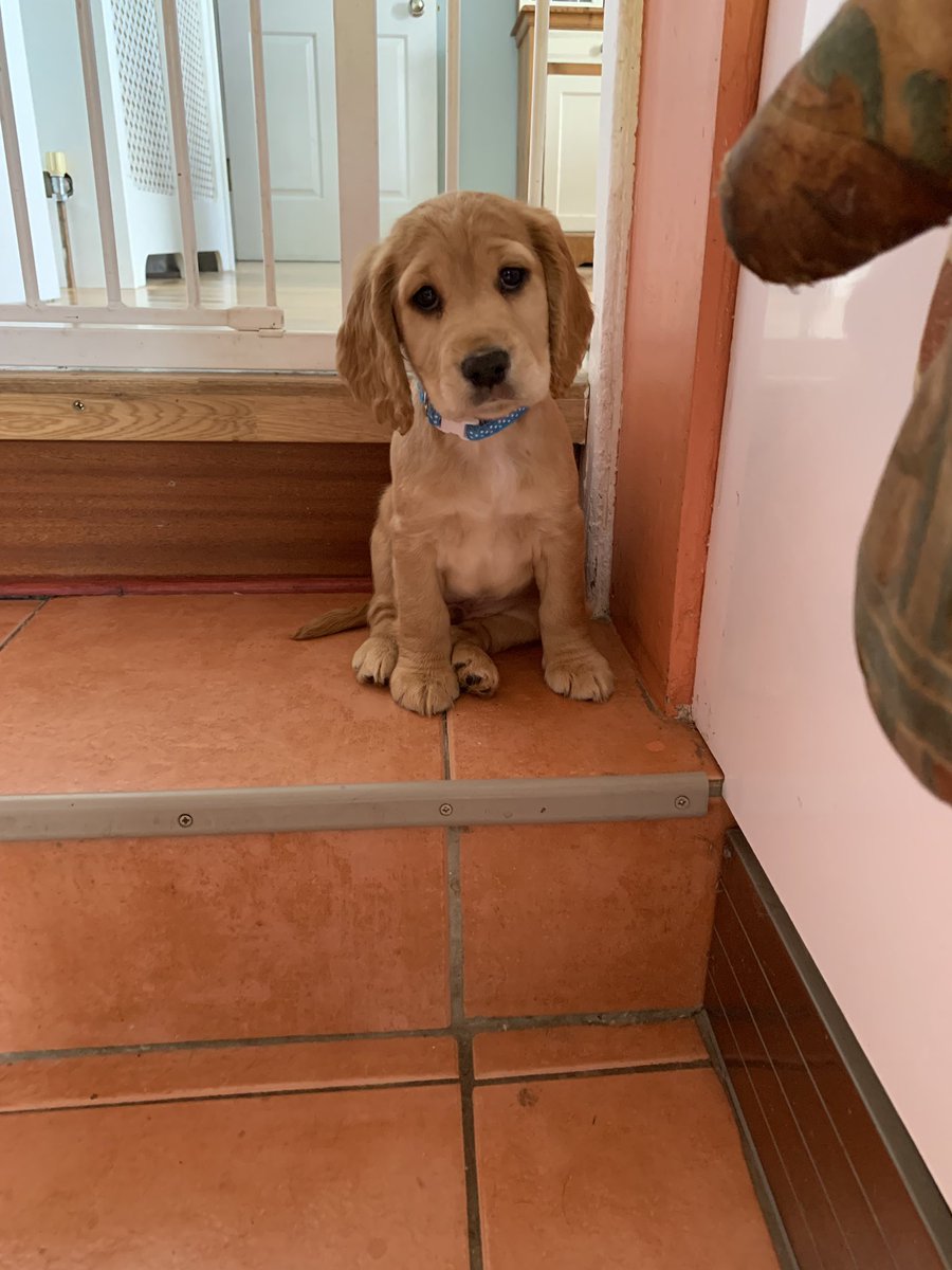 AbbieHowe6's tweet photo. If you canny tell from my Snapchat story; I got a puppy and he’s cute and he’s called Milo https://t.co/8LXVZopYIP