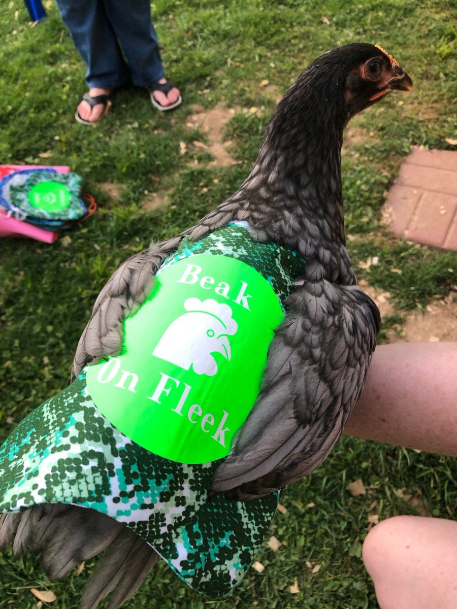 samgroffisme's tweet photo. Aprons or Super Hero Capes which do you think? Seriously why do people dress up their animals? Click on the blog to learn more about how much I didn't know about chicken aprons. https://t.co/ZLF8p5Zyp5 https://t.co/K5vuhmQcC9