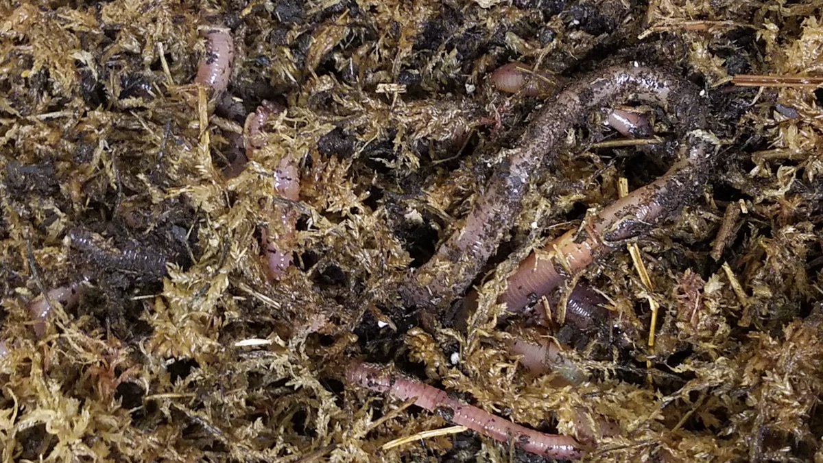 Will Ss like these squishy wiggly worms? <a href="/WhiteOakElem/">White Oak Elementary</a> Kinders are beginning our animal science unit learning about earthworms &amp; red worms. #WormWednesday