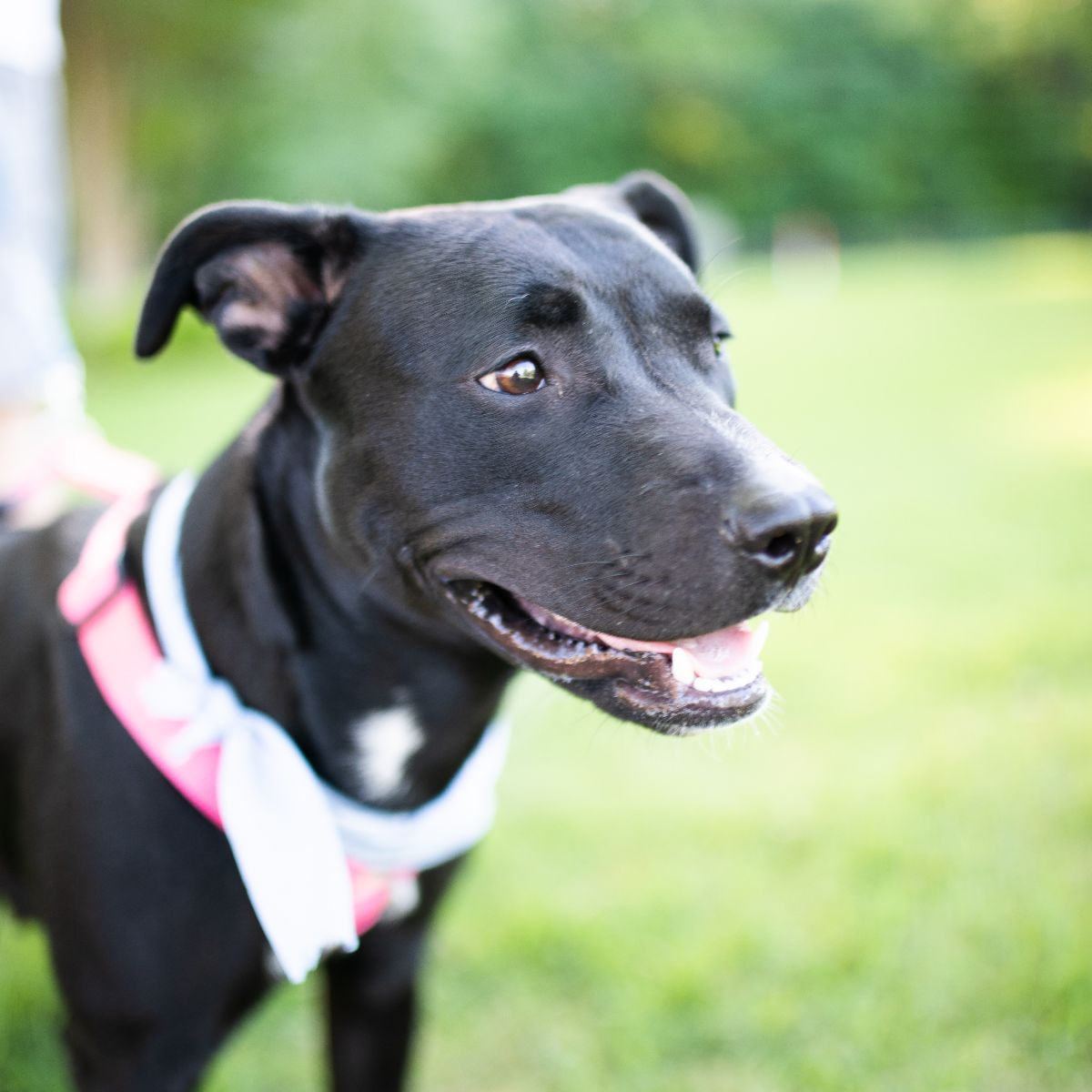 Millie Needs a Babysitter for Just a few days. :) - mailchi.mp/46b90041a64e/m…