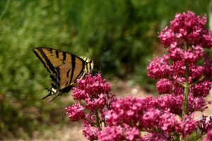 worldloveflower's tweet photo. Frolic through flowers at the most beautiful gardens in the United States!

World Love Flowers TIP : America’s Most Beautiful Botanical Gardens
https://t.co/RB491sZuTk https://t.co/RJU30ijFeR