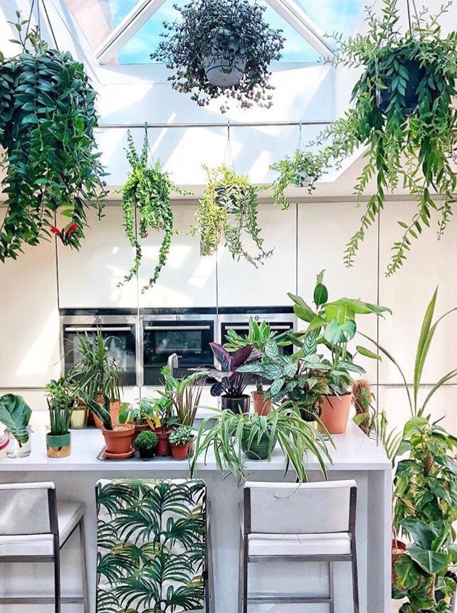 floriansbotanic's tweet photo. ~EAT
~SLEEP
~PLANTS
~REPEAT
#brightboldhome #myeclecticmix #nesttoimpress  #dailydecordose #dailydecordetail #luxuryinteriorsonabudget #showmehowyoushine #styleitup #apartmenttherapy #mygorgeousgaff #myinteriorvibe #newinteriorsontheblock #myhomecrush #whiteinterior https://t.co/XTvTxHqvWp