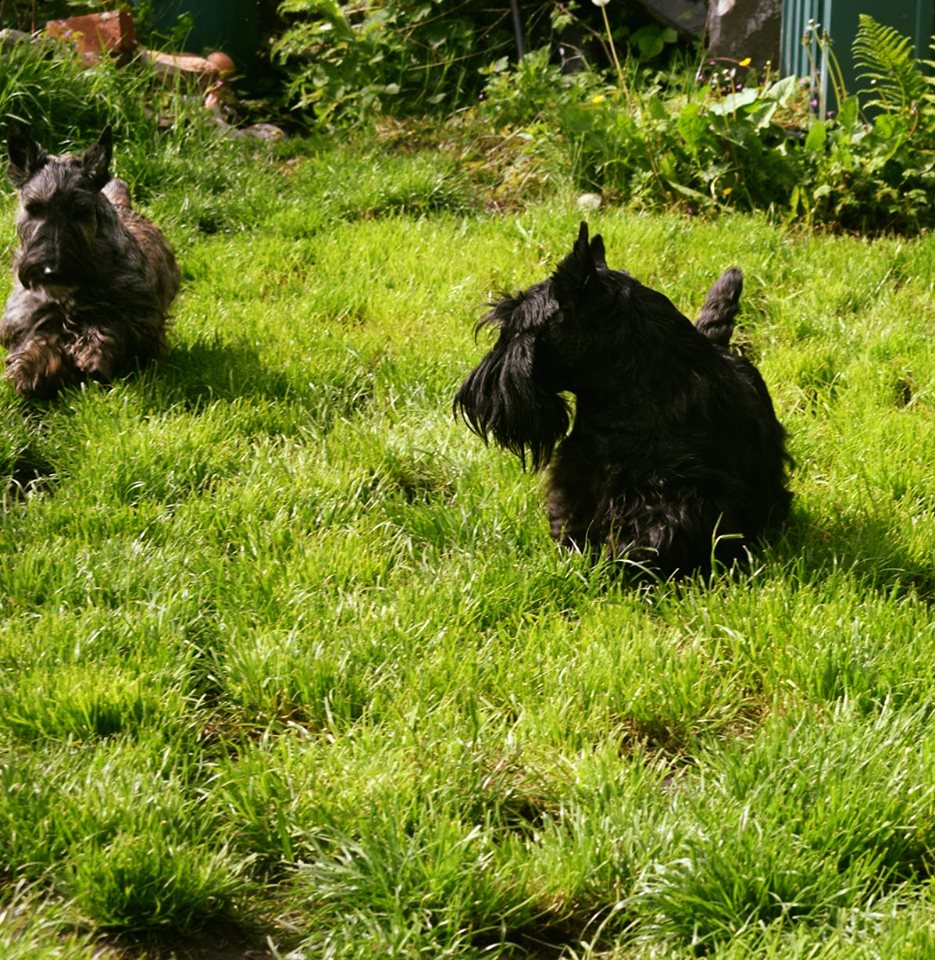 Catch me if you can! 
#divadellscotties #scottishterrier #scotties #scottiedog