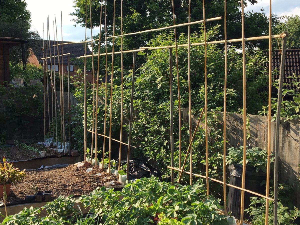 easylec's tweet photo. Canes ready for #Milkbottle #runnerbeans @RHSWisley magic #benchmaster from @mrfothergill and #stenner  from @medwynsofangles sure I picked up a radio signal from #Russia or #GCHQ https://t.co/IJNaV7YNZ7