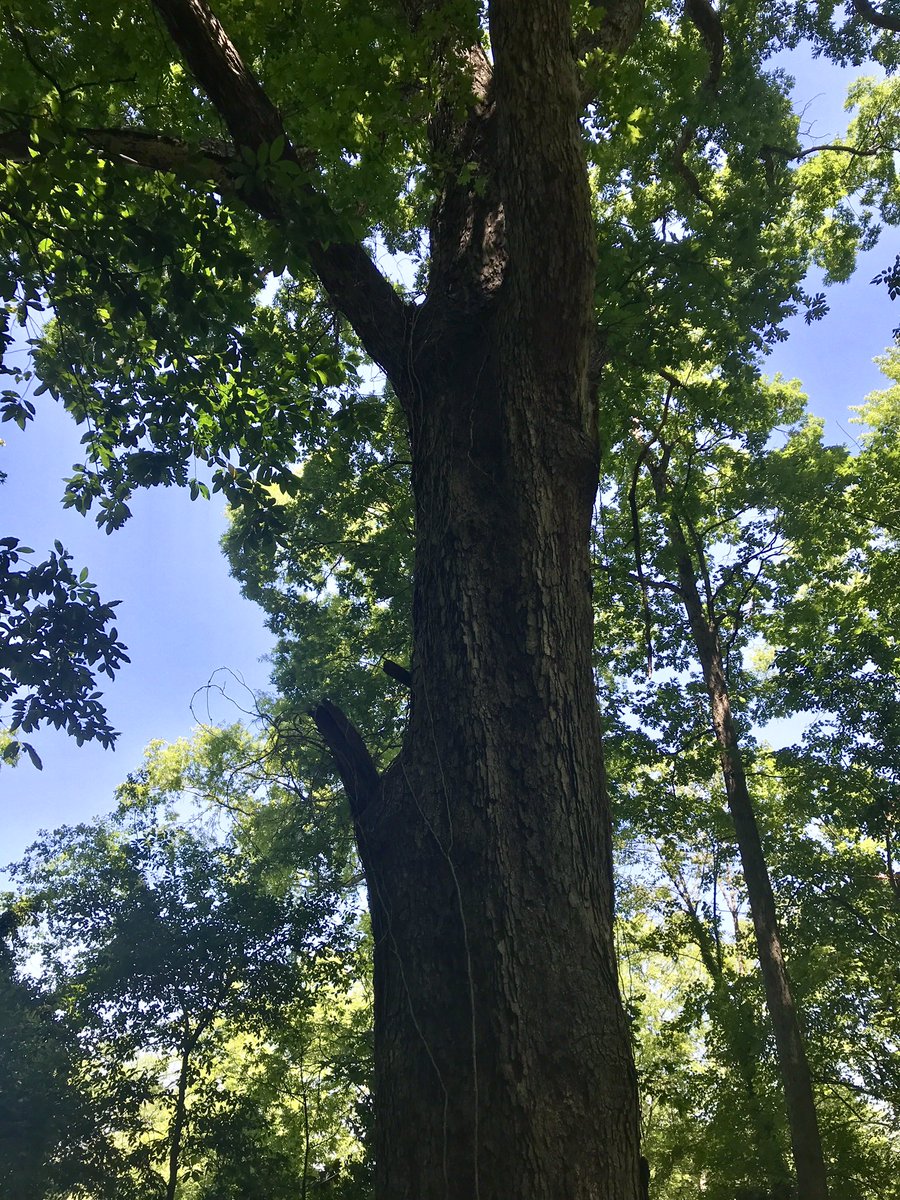 WillBenton1's tweet photo. Does @cityofbhamal keep records of where and which is the tallest tree in Birmingham? 
Because if not, I just found the contender, if not the champ! 
“Amazing! Growing straight out of Red Mountain, #IronRoot!!!”
 #ValleyViewPark #BigTreeCity https://t.co/UlEu1eh9mp