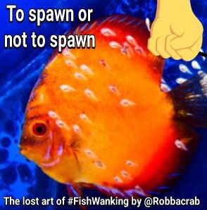robbacrab's tweet photo. #ToProveIAmNotABot
A bot wouldn't write something like this #DontAskMeToExplainIt https://t.co/BgVlD2a2nC