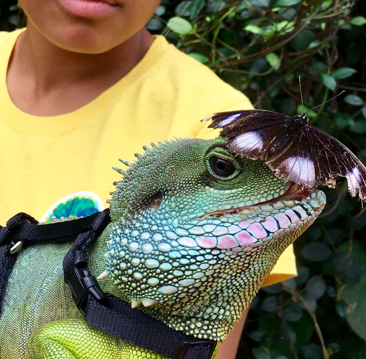 ButterflyLandAZ's tweet photo. Puff makes a great landing spot for this Great Eggfly butterfly! 🦋 #ReptileWednesday #ButterflyWonderland https://t.co/vXePrYeqph