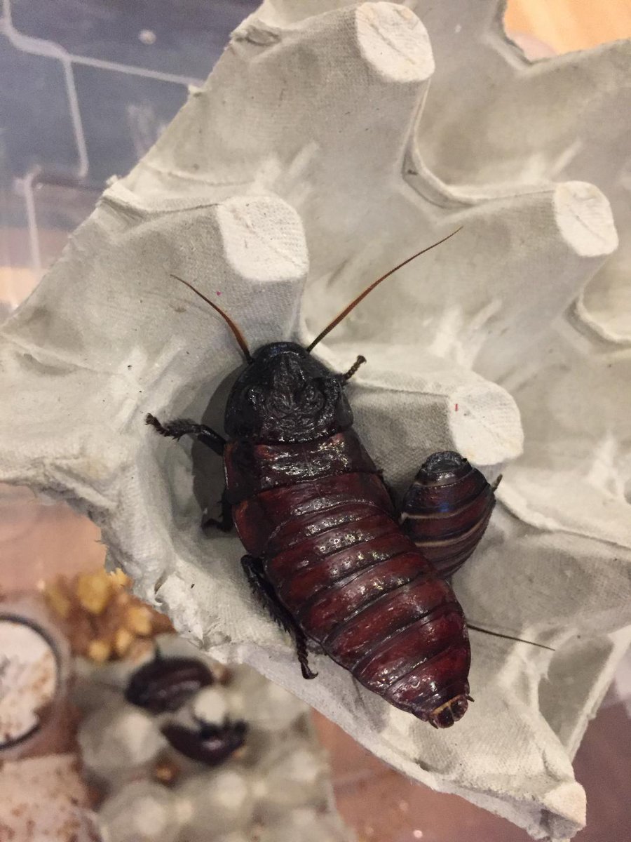 <a href="/Baghdaddi/">Patrick Howse☘️🇺🇦 (@Baghdaddi.bsky.social)</a> Watch out soon for Wounds, a new film about to appear at #Cannes and featuring these chaps: