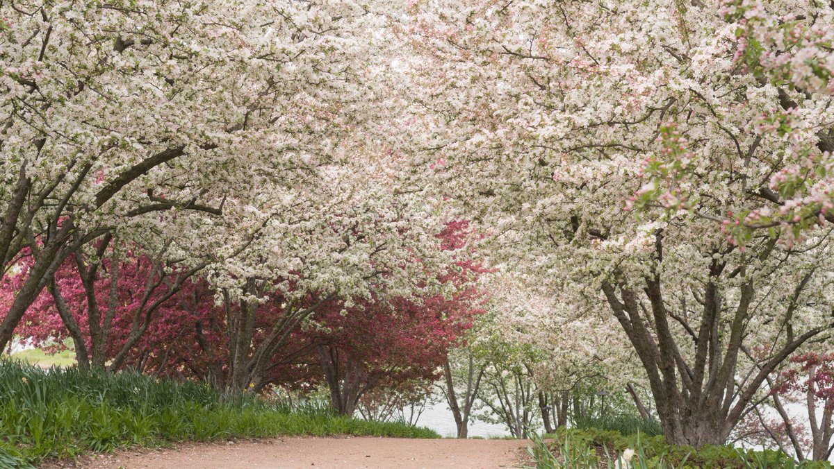 chicagobotanic's tweet photo. Crabapples are at the peak of their bloom! The Garden has nearly 100 varieties and more than 1,200 #crabapple trees. Take in this magnificent #spring experience with a walk around the Gardens of the Great Basin. https://t.co/0T20pQomNH
#SpringatCBG https://t.co/qiuGHHMM8C