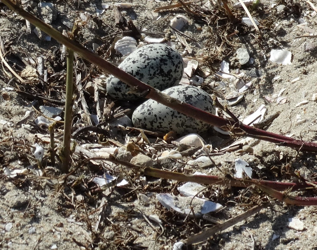 edaudubon's tweet photo. 2nd day of counting.  13 new nests, but 5 eggs predated from 4 prior nests.  We also have a Killdeer nest with 2 eggs, at Seal Beach Refuge. https://t.co/KG3fVb79jt