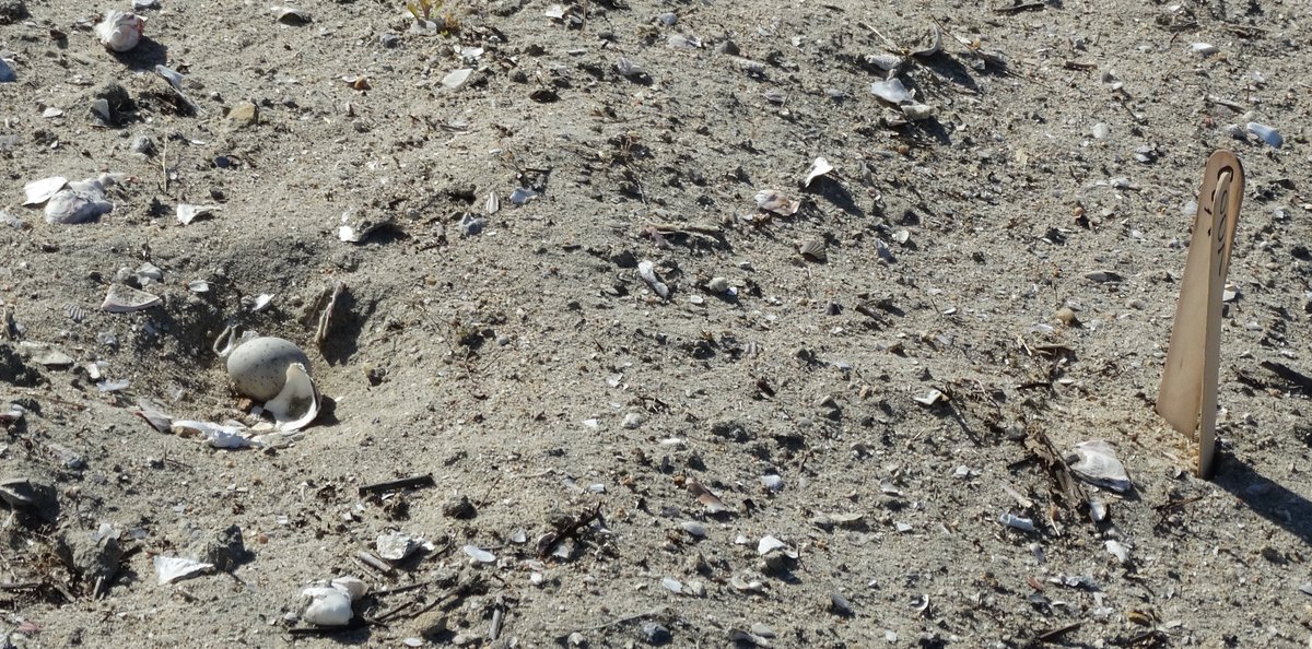 edaudubon's tweet photo. 2nd day of counting.  13 new nests, but 5 eggs predated from 4 prior nests.  We also have a Killdeer nest with 2 eggs, at Seal Beach Refuge. https://t.co/KG3fVb79jt