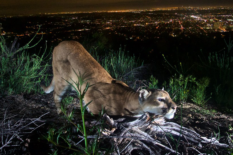 WildFuturesUS's tweet photo. CA mountain lions are in danger of becoming extinct in the next 50 years. Due to habitat loss and connectivity challenges, roads and rat poison, and hunting, its imperative we take action now to protect these wild neighbors before they are gone forever.  https://t.co/D6F4e3VqLp https://t.co/wCfdPT26S7