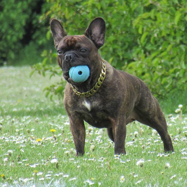 RegalDogUK's tweet photo. 👑 Never separate a Frenchie and his ball.
.
🛒 Shop Today at https://t.co/tRIJMjNf4s
.
#RegalDog #RegalCollars #DogChains #RegalDogStyle #DogAccessories #DogBling #DogJewellery #FrenchBulldog #Frenchie #frenchieoftheday #TheFrenchiePost #TheFrenchieFollowing #frenchie_photos #… https://t.co/8yOCEOp8a6