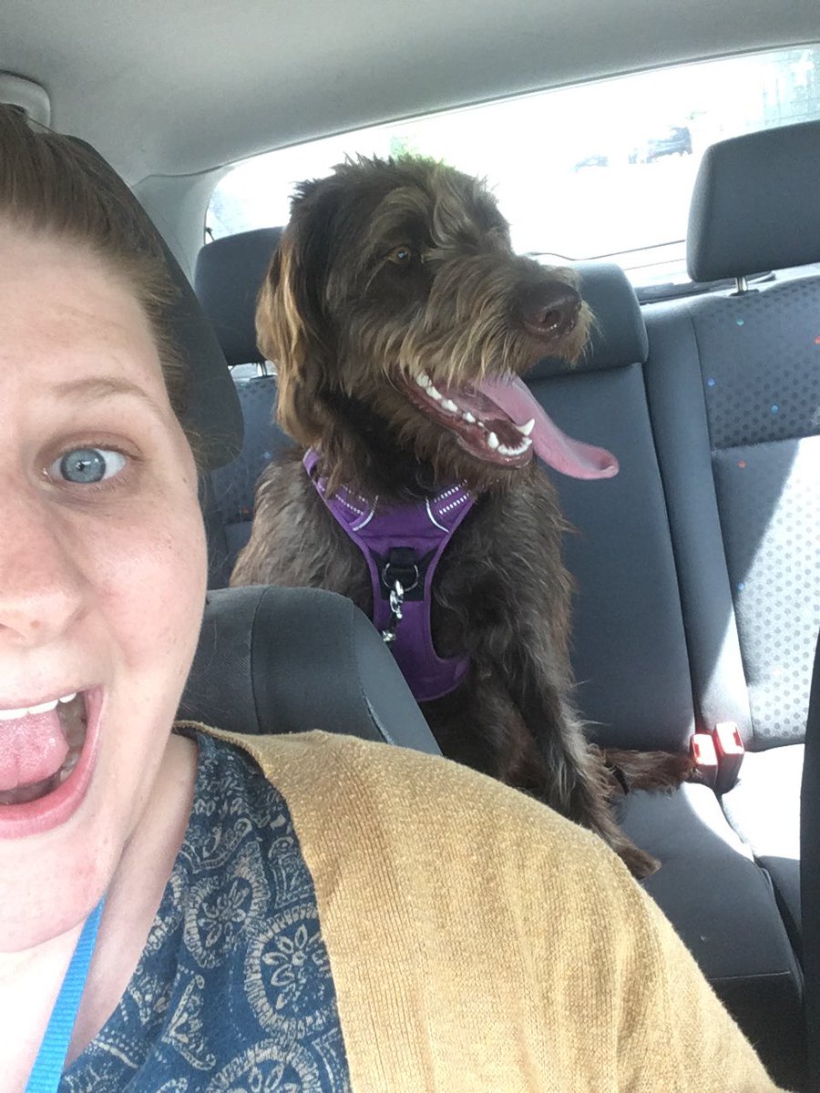 geog_on_teach's tweet image. Going on adventures with the school dog! #TransitionCoordinator #schooldog #thebestgirl