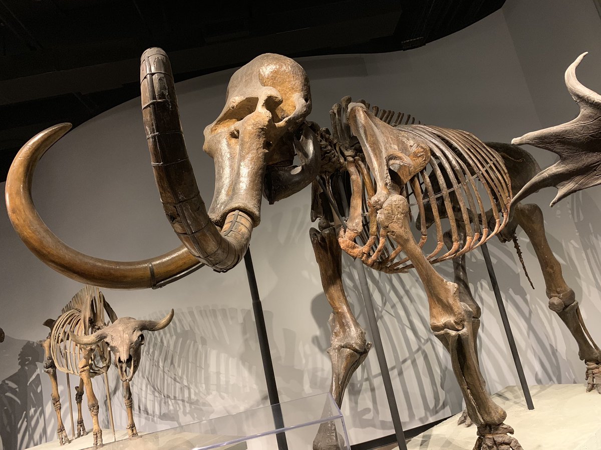 だい なんだかおもしろい マンモスとマストドン