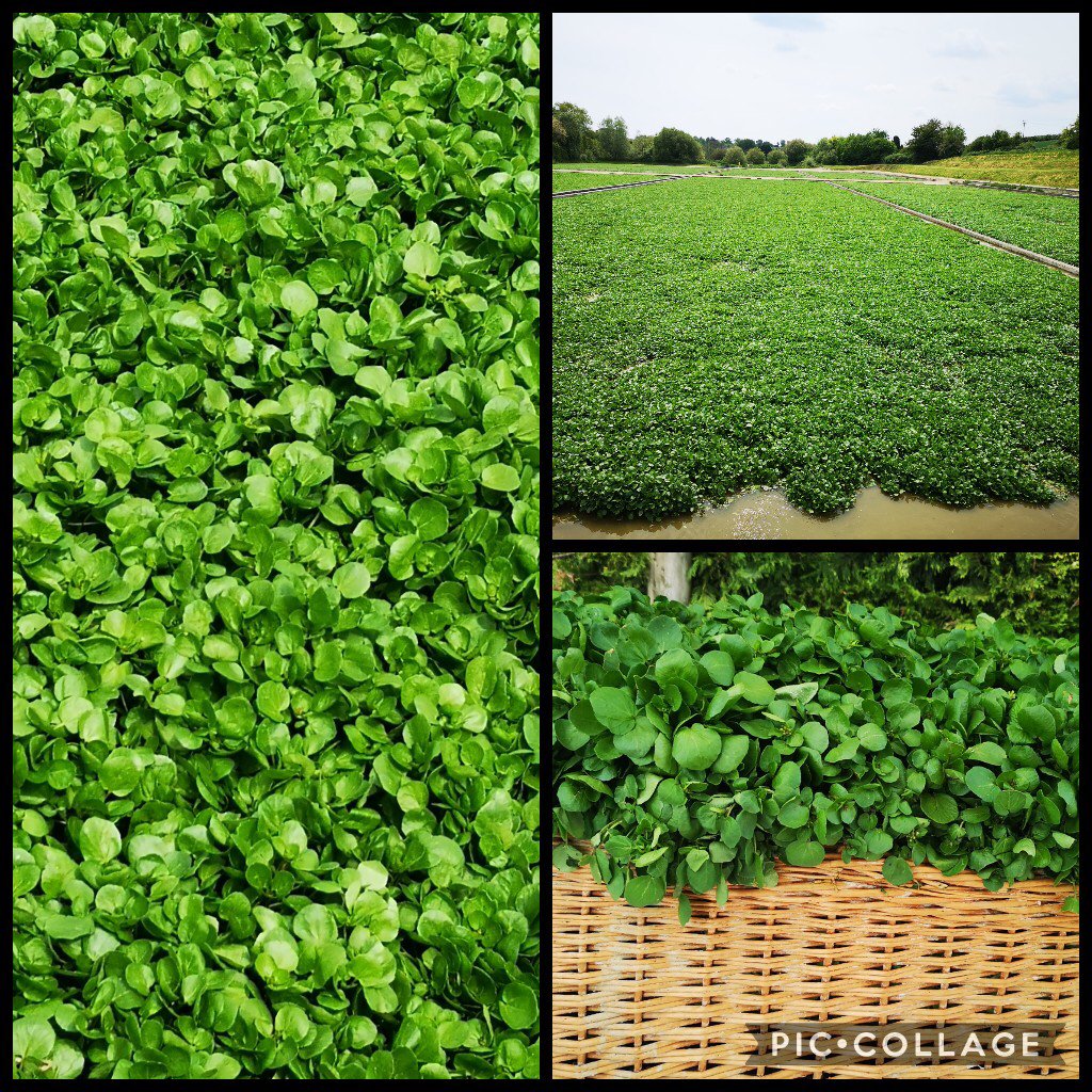 WaitroseHannah's tweet photo. Absolutely brilliant day with Tom Avery at TWC seeing @waitroseandpartners watercress growing in the beds in Hampshire #british #watercress #thewatercresscompany #qualityproduce #WeArePartners  #NewWeek  #WaitroseAndPartners https://t.co/KxkttcsMVc