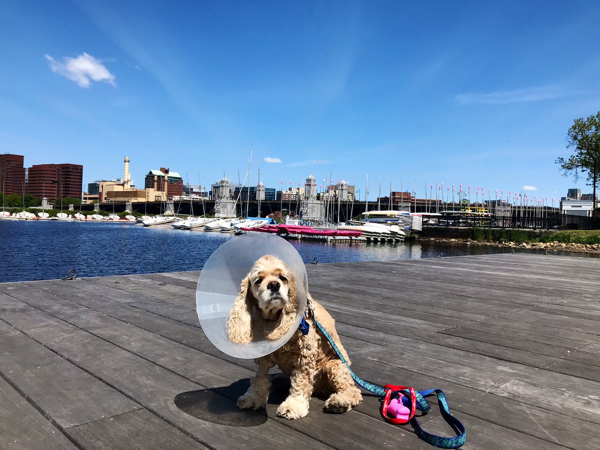 MarlenaTV's tweet photo. .@CityOfBoston should use me in their tourism material 🎬📸🐶 @JuniDog #model https://t.co/PV0z3RmtiX