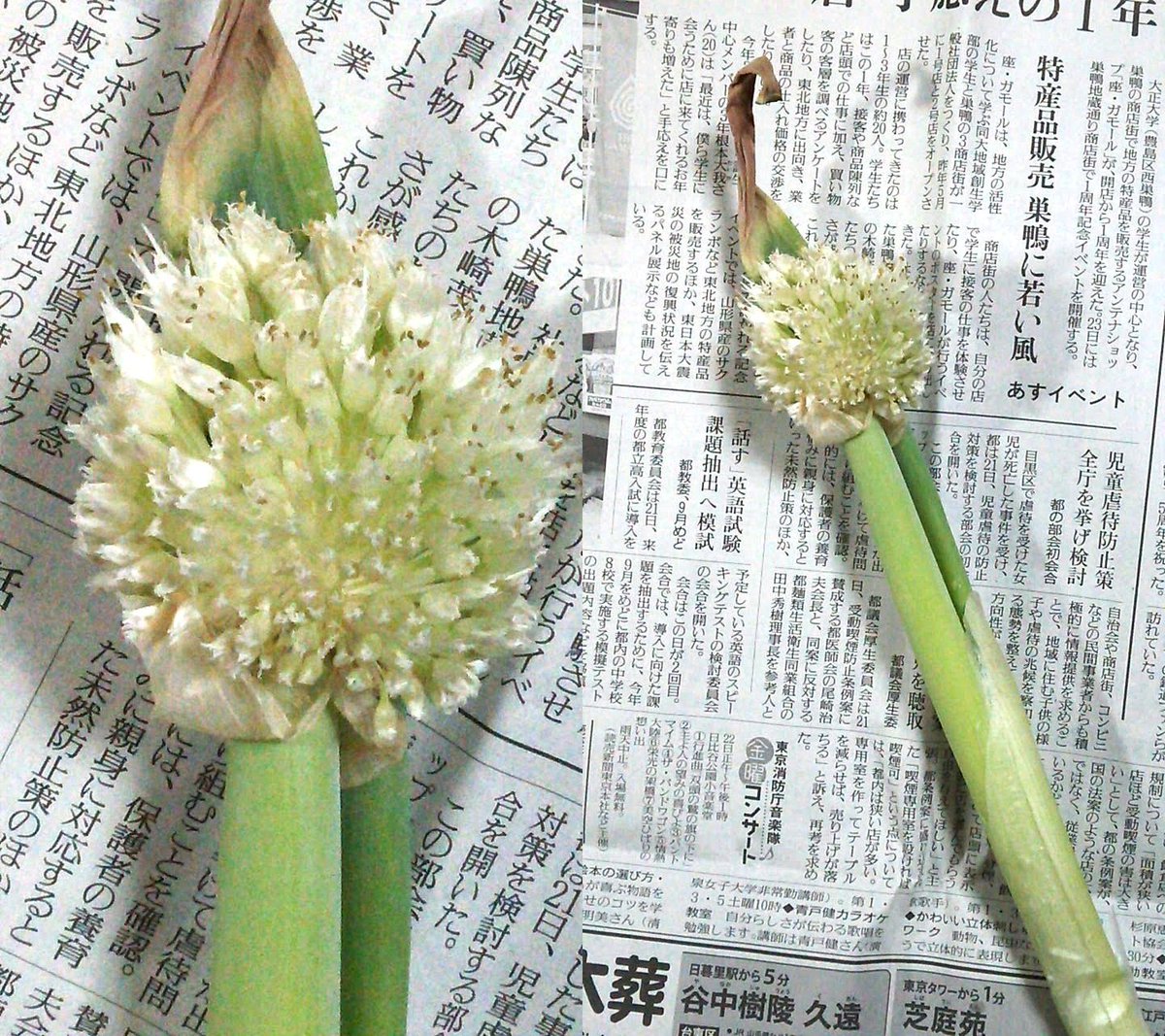 チビの飼い主 スーパーで買ってきた長ネギを食べるのを忘れて ほったらかしにしておいたら花が咲きましたよ 通称 ネギ坊主 ってやつですね 植物ってタクマシイですね ネギ坊主 長ネギ 植物 食べられるらしい T Co Gfd25hjmfs Twitter