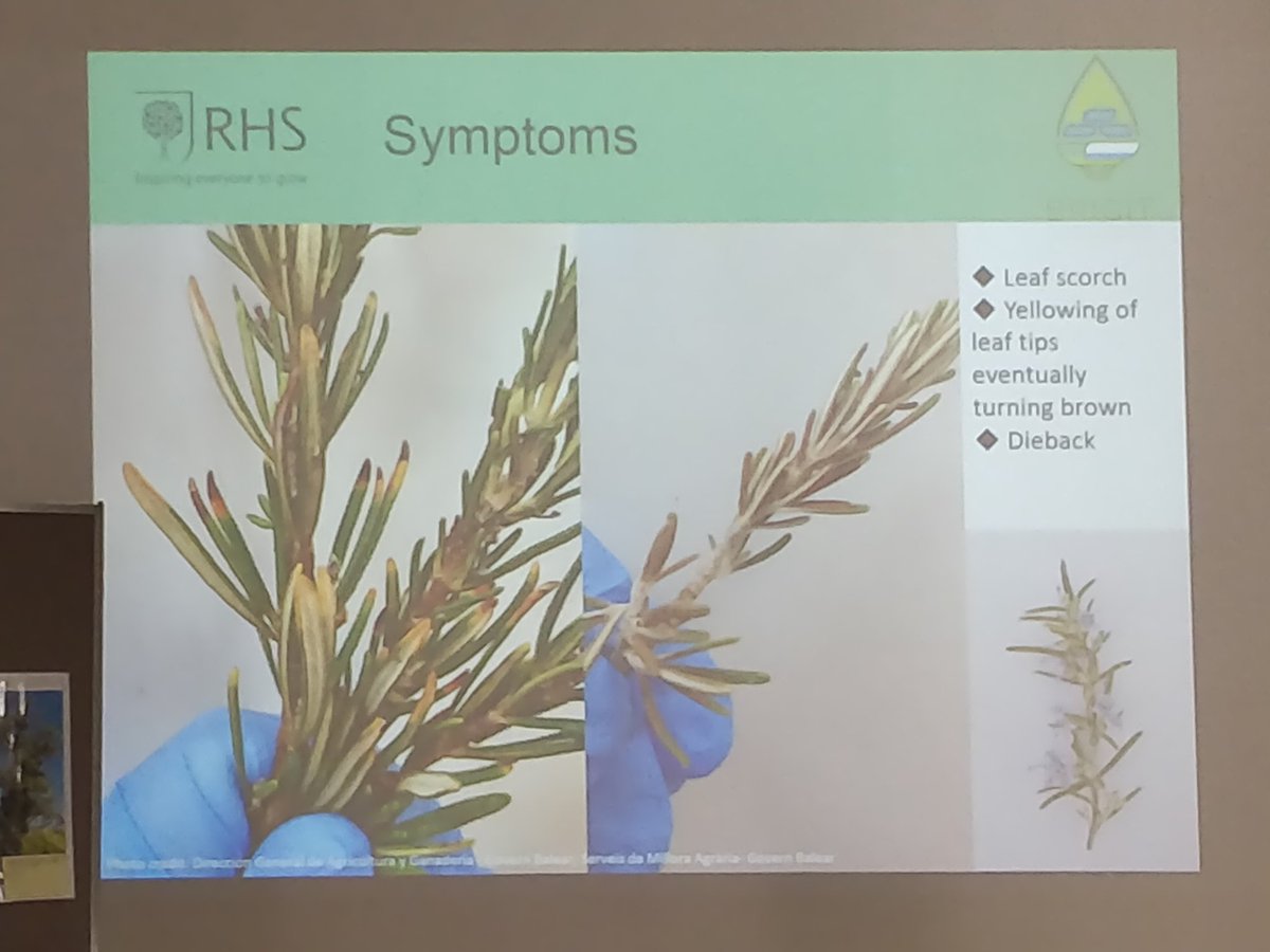 Jassydrak's tweet photo. Excellent training from the team at #brigitxylella project @RHSWisley. If you see spittle on a plant plz submit a record! Check out https://t.co/6a7js8JdD3 for info on hosts, symptoms, vectors & how to submit records #xylella #treecitzsci https://t.co/VFcZxrqmR5
