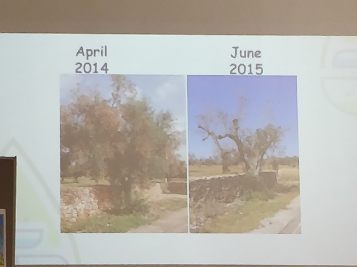 Jassydrak's tweet photo. Excellent training from the team at #brigitxylella project @RHSWisley. If you see spittle on a plant plz submit a record! Check out https://t.co/6a7js8JdD3 for info on hosts, symptoms, vectors & how to submit records #xylella #treecitzsci https://t.co/VFcZxrqmR5