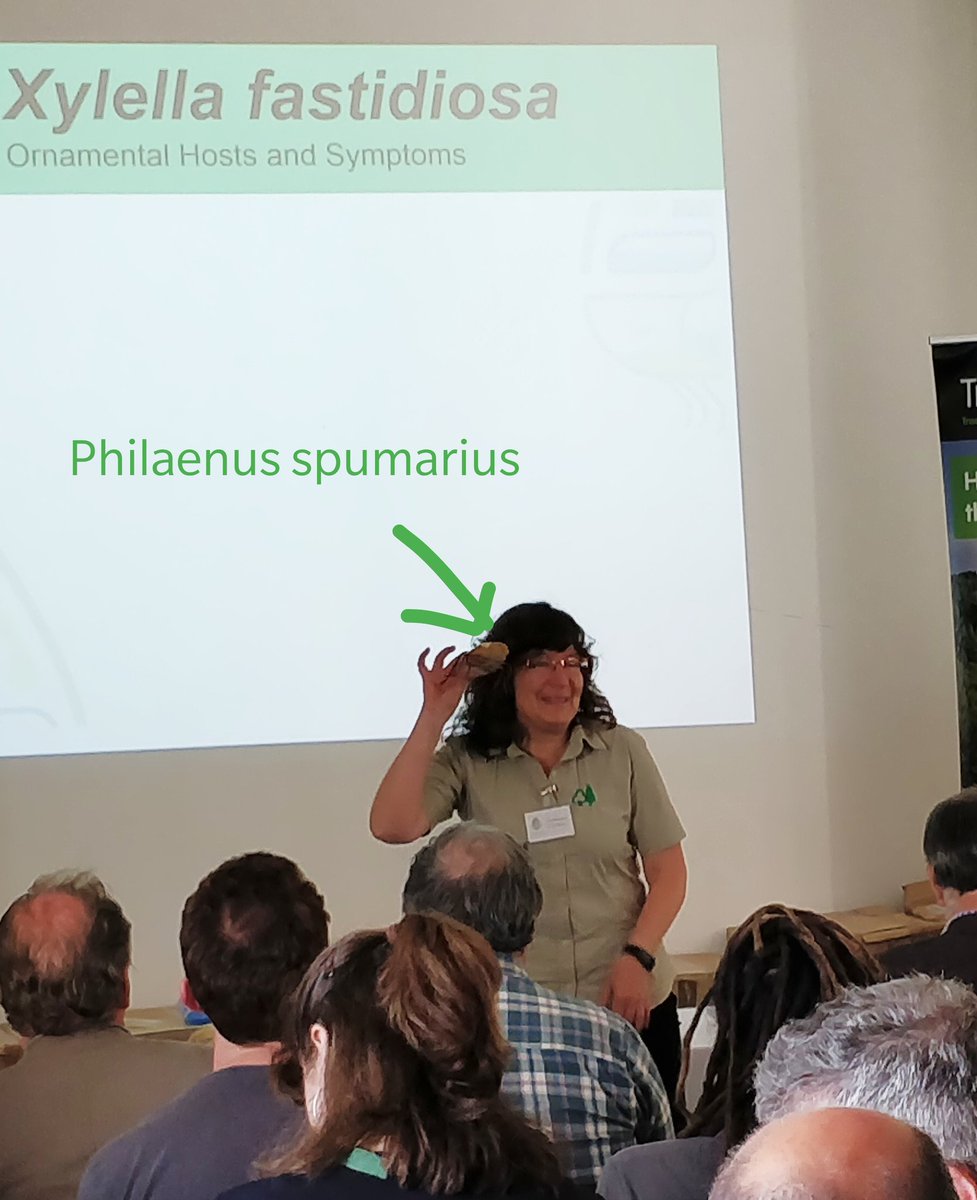 Jassydrak's tweet photo. Excellent training from the team at #brigitxylella project @RHSWisley. If you see spittle on a plant plz submit a record! Check out https://t.co/6a7js8JdD3 for info on hosts, symptoms, vectors & how to submit records #xylella #treecitzsci https://t.co/VFcZxrqmR5