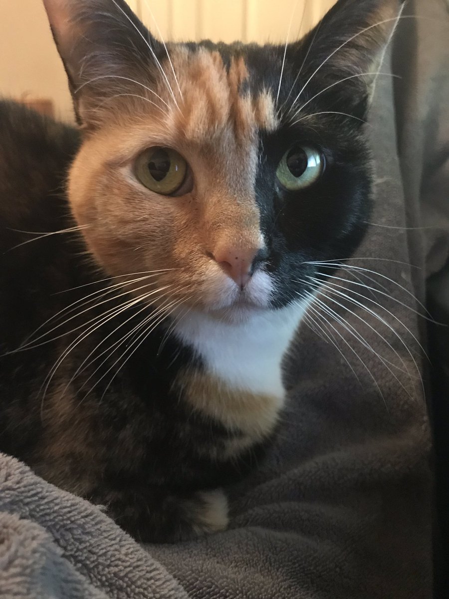 KittehPics's tweet photo. https://t.co/puDGt3Cp17