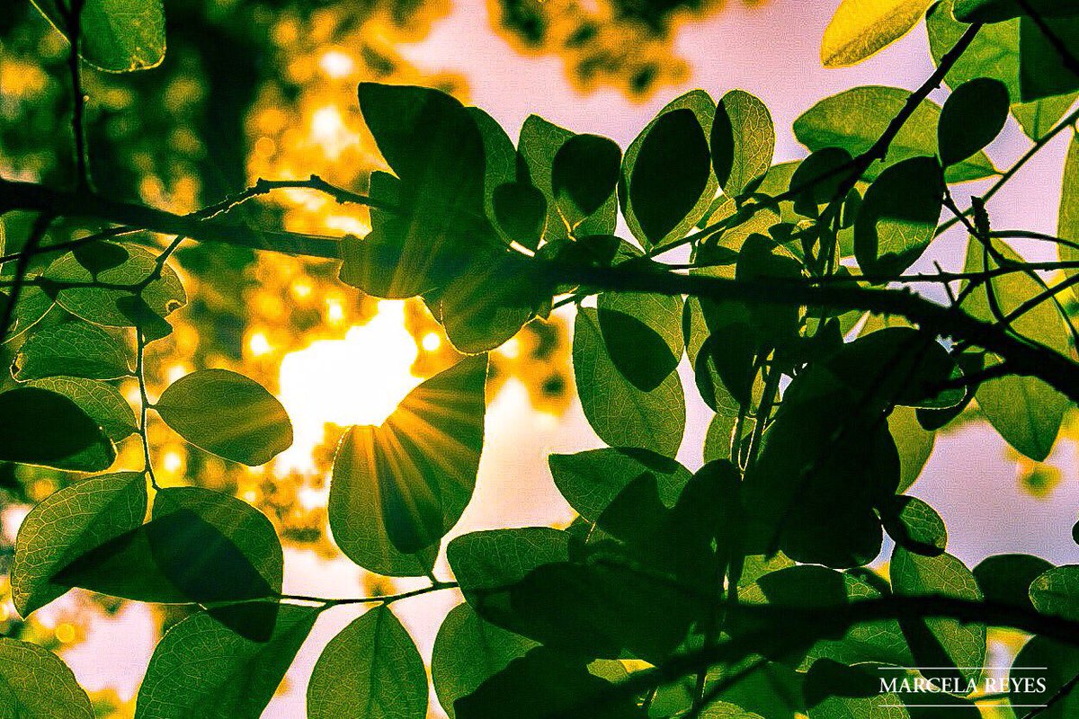 marcereyes55's tweet photo. Sometimes we can find the light shining in the most unexpected places... Stay close to those who make your life feel like sunshine! #motivation #inspiration #beingpresent #photography #love #naturephotography #dowhatyoulove #capturingmoments #photographylovers #naturelovers https://t.co/1kprh8Gbn4