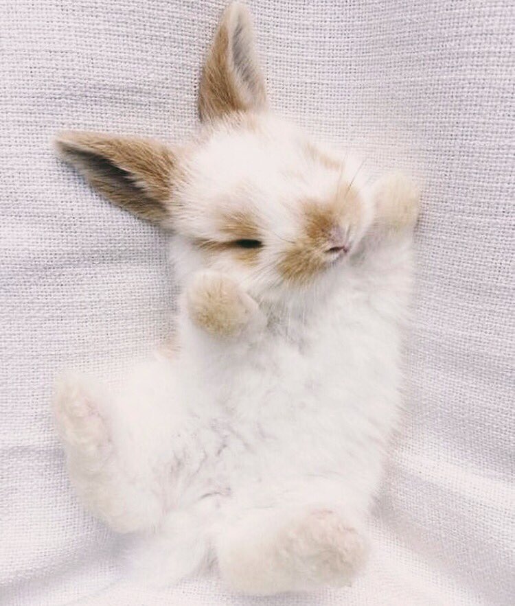 Always hoppy and proud to be #CrueltyFree &amp; <a href="/LeapingBunny/">Leaping Bunny</a> certified🐰