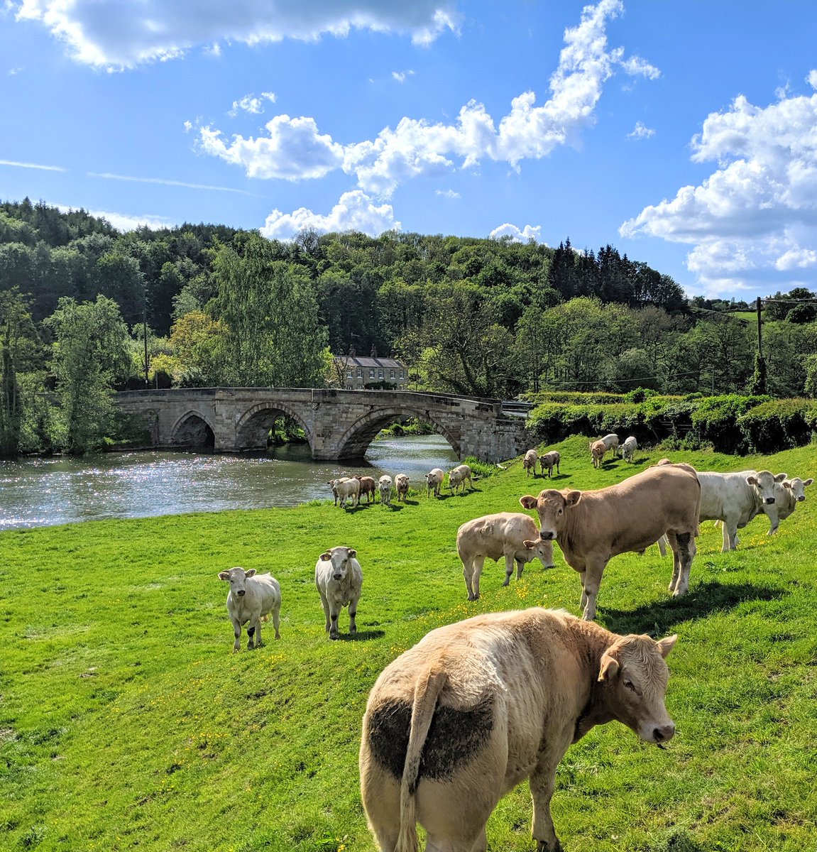 Grand Yorkshire Tours tweet media