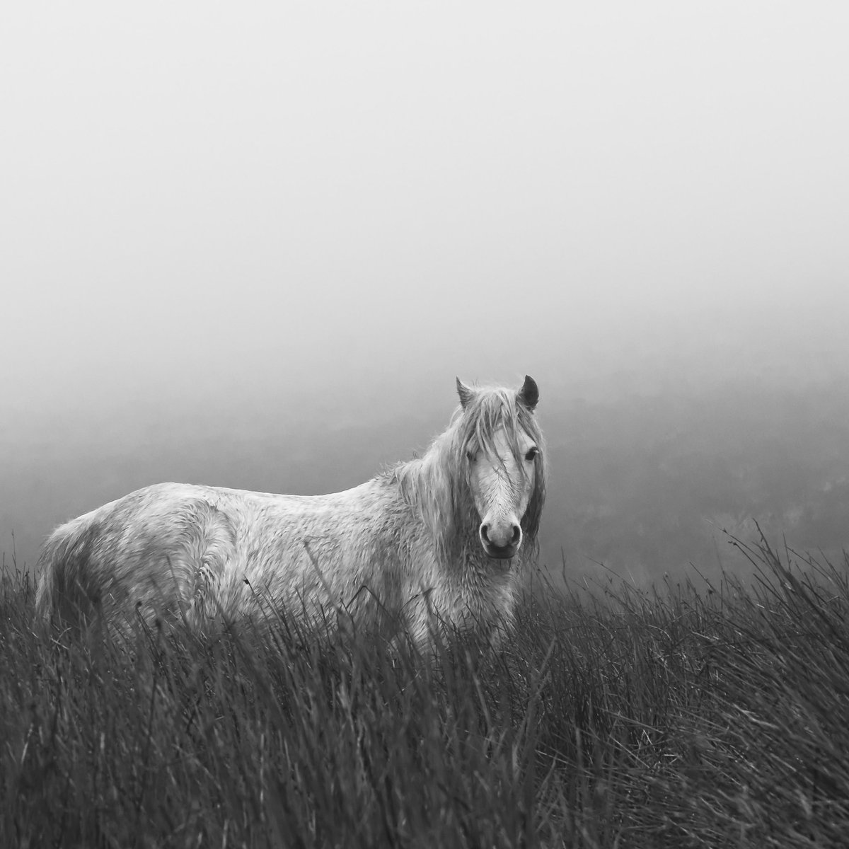 z70photo's tweet photo. One of my entries for the @TheBrooke charity photographic competition, love taking pictures of horses and all for a great cause #BrookeCameraAction #Charity #Photograph #Competition #Horse #Horses #HorsesOfTwitter https://t.co/4s4zoAeqKw