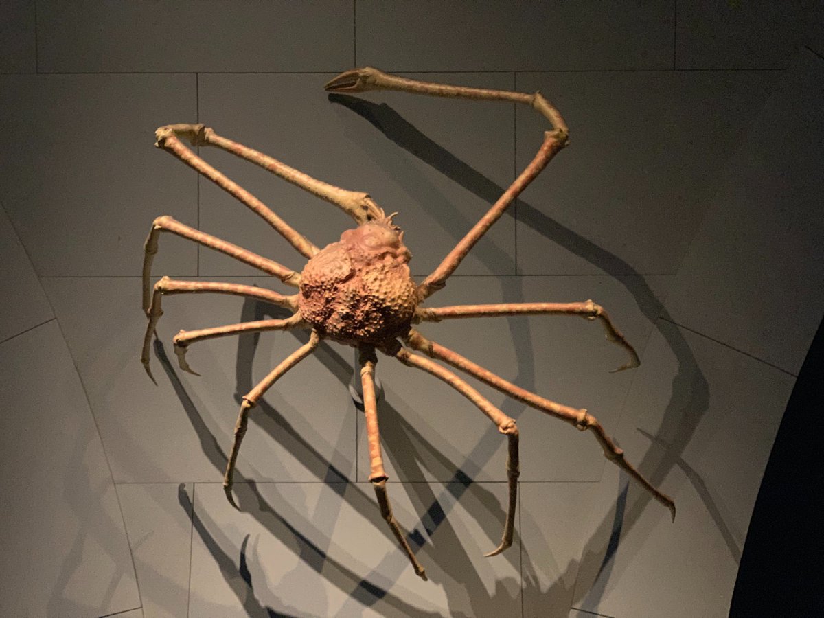 American Museum Of Natural History Did You Know That The Giant Japanese Spider Crab Is The Largest Arthropod In The World While It S Not The Heaviest Arthropod That Superlative Belongs To