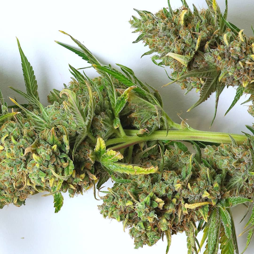 Mory Kush 3/3
#cannabisphotographer #cannabiscommunity #cannabispicture #cannabis #cannabisfrance #frenchweed #weedfrance #weedphotography #weedpic #weedporn #weedporndaily