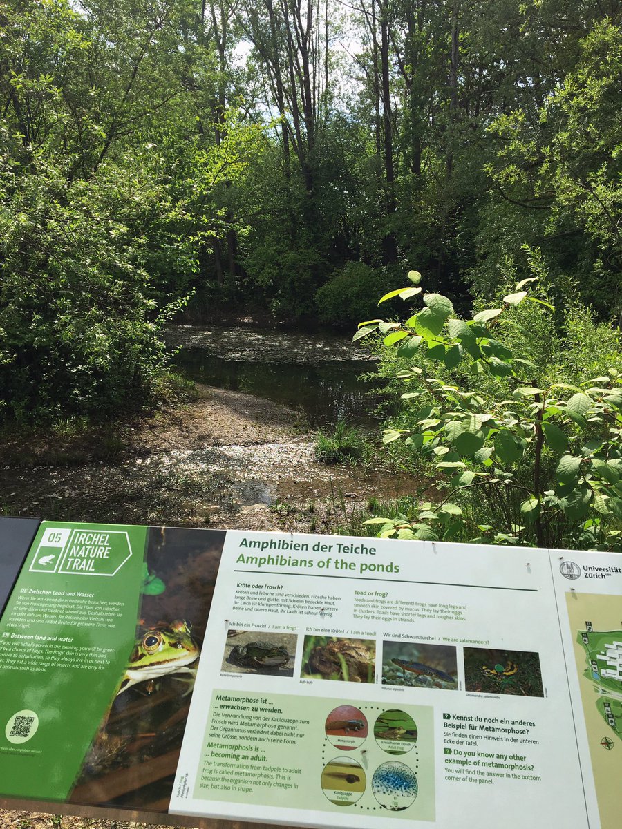nadia_cci's tweet photo. #ircheltrail was opened today! What a fun way to explore #irchelpark and learn more about urban #biodiversity in #Zurich 🌳🐝🐞🦋🦆🌿
Kudos to @RangerNutkin & @malmeja for leading this great project 👏👏👏 https://t.co/rXYjDpcIAy