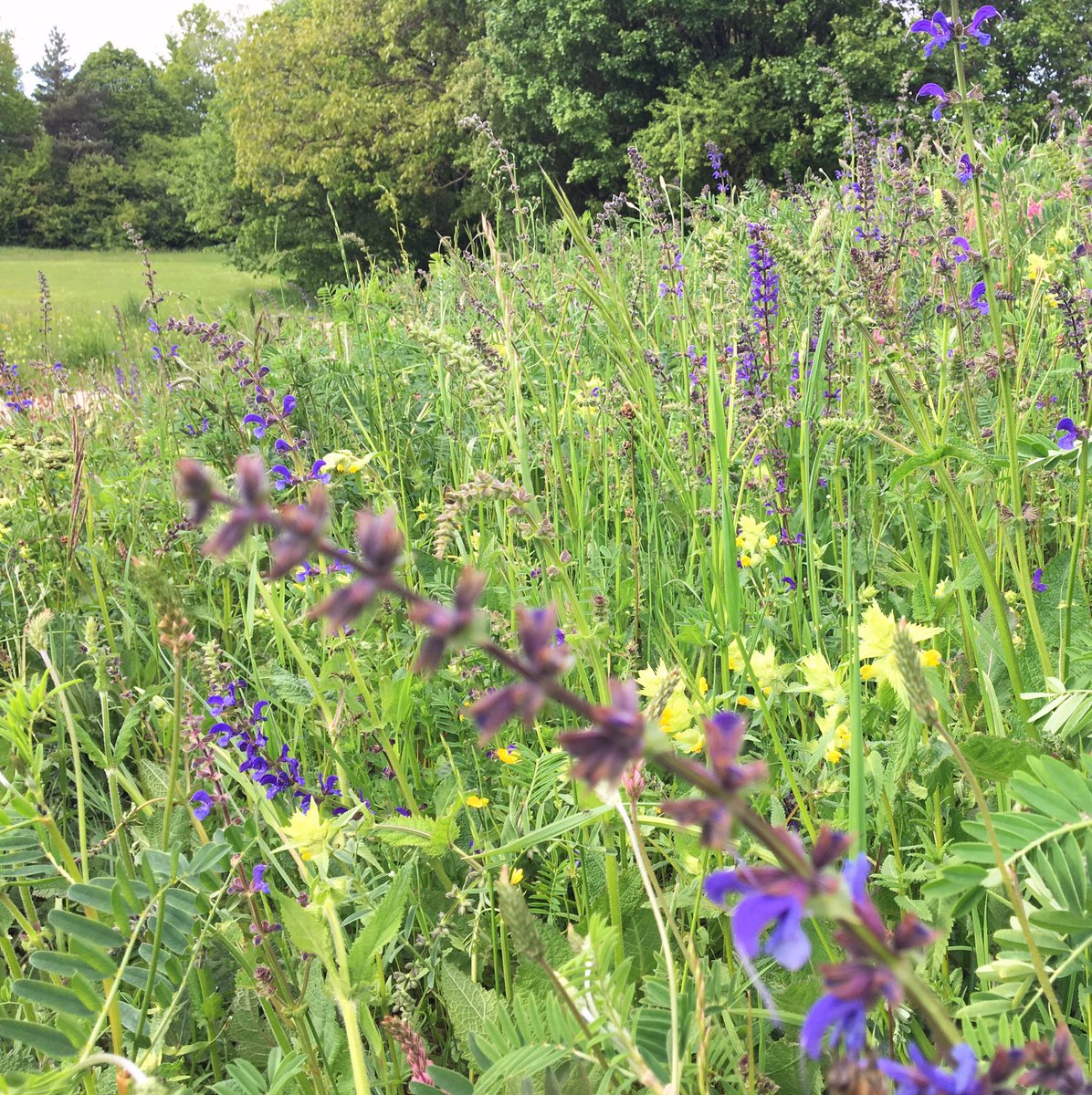 nadia_cci's tweet photo. #ircheltrail was opened today! What a fun way to explore #irchelpark and learn more about urban #biodiversity in #Zurich 🌳🐝🐞🦋🦆🌿
Kudos to @RangerNutkin & @malmeja for leading this great project 👏👏👏 https://t.co/rXYjDpcIAy