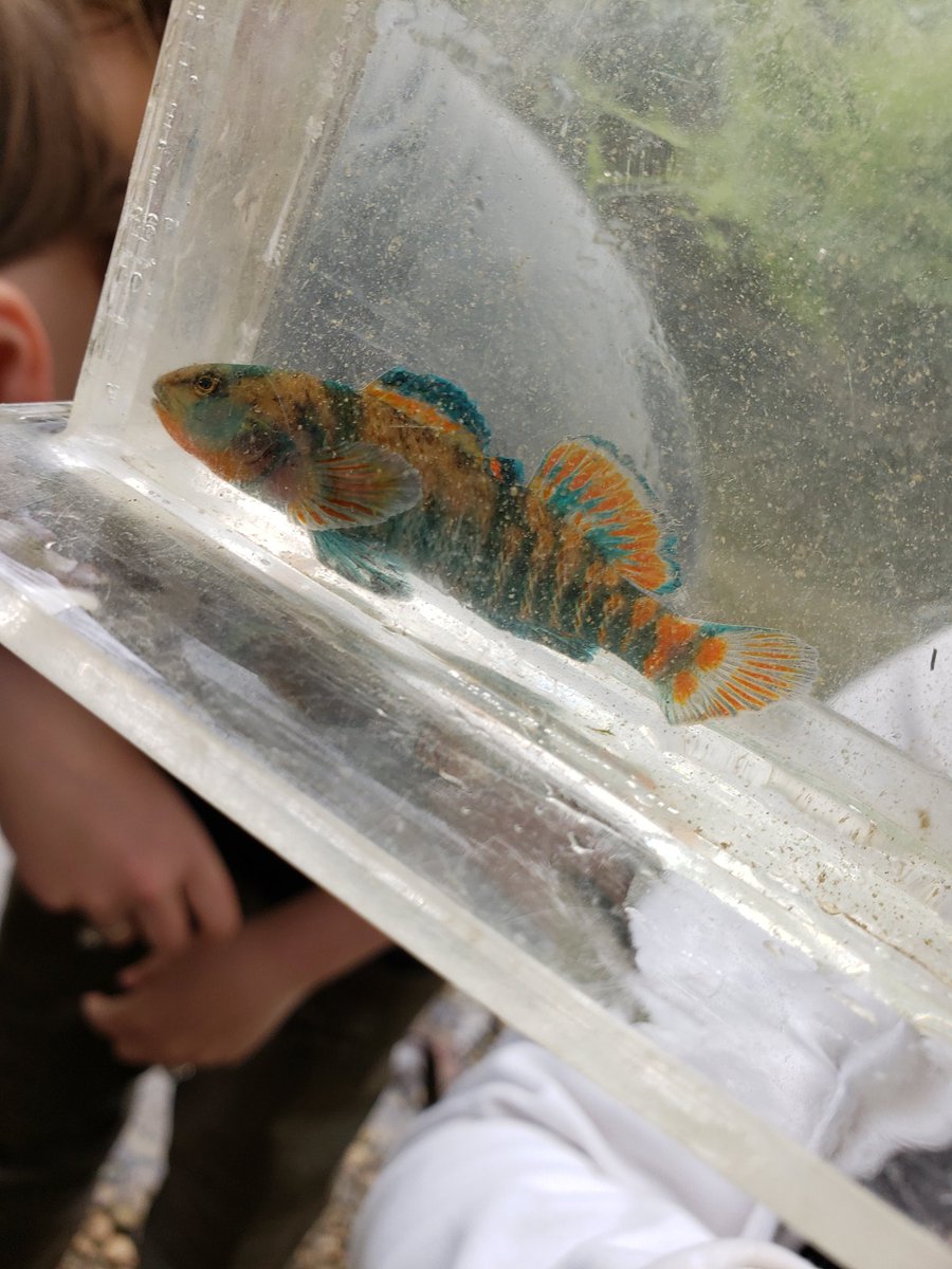 UTRCAmarketing's tweet photo. RT @carleyz13: Some of the wildlife the Grade 10's discovered today at Medway creek! @UTRCAmarketing @mskalexander @glasgowbrat @Carleyz13 @davison_ss #experientiallearning #rethinksecondary #getoutside https://t.co/kx1WixcNJr